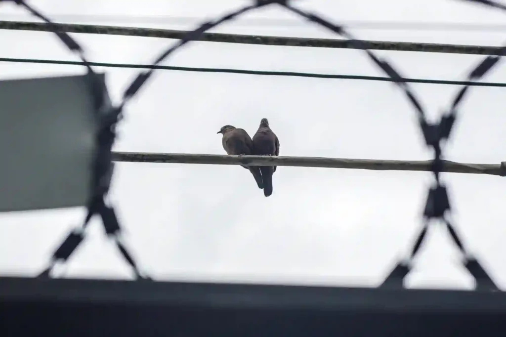 Stacheldraht gegen Tauben anbringen lassen – Effektive Schutzmaßnahme in Geesthacht