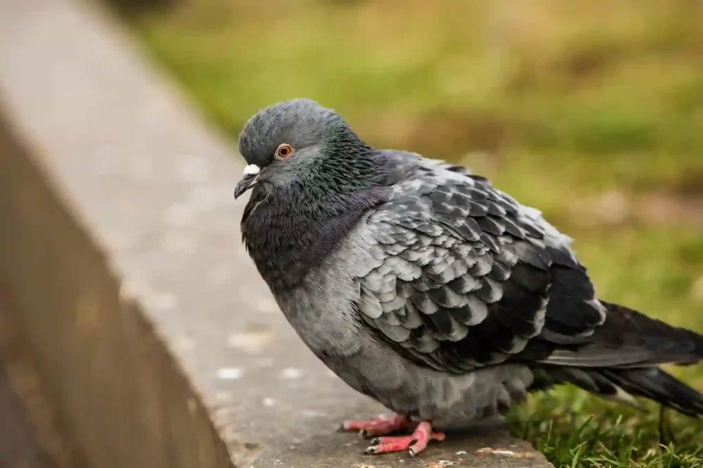 Taubenabwehr durch Experten in Geesthacht überprüfen und optimieren lassen